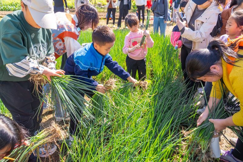 亲子家庭在田地里采摘香葱。彭磊铿 摄(3397888)-20231120104156.jpg