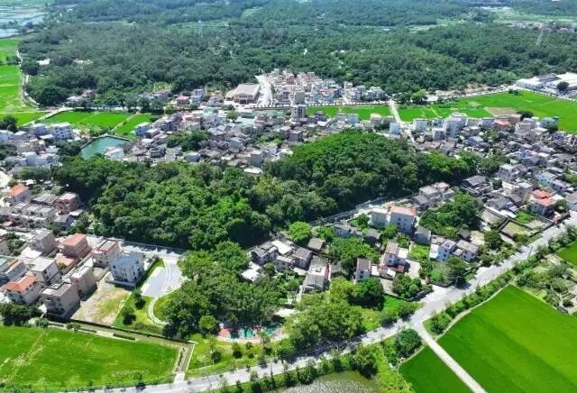 省媒关注：中山这一年到底植了多少“绿”？